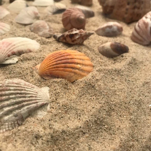 30pc Sea Shell Collection - Picture 6 of 8